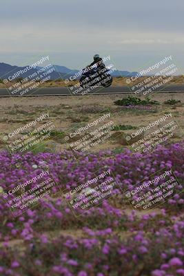 media/Jan-14-2023-SoCal Trackdays (Sat) [[497694156f]]/Turn 14 Exit Bloomig (145pm)/